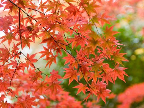 【御在所ロープウェイ×日帰り温泉】紅葉のあとに癒される、寿亭の立寄り湯
