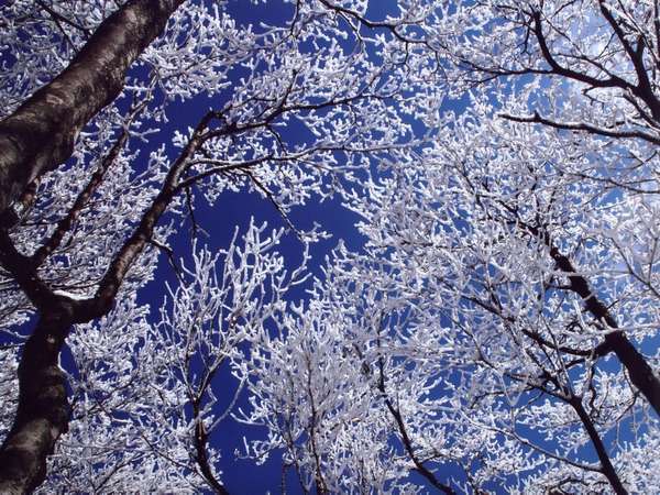 【雪見露天×美食】冬の湯の山温泉で味わう至福の休日|寿亭で叶える贅沢なひととき